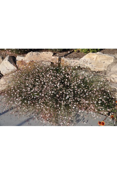 Гаура Ліндхеймера ’Вірлінг Баттерфляйс’